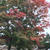 有馬瑞宝寺公園の紅葉とプリンちゃん。