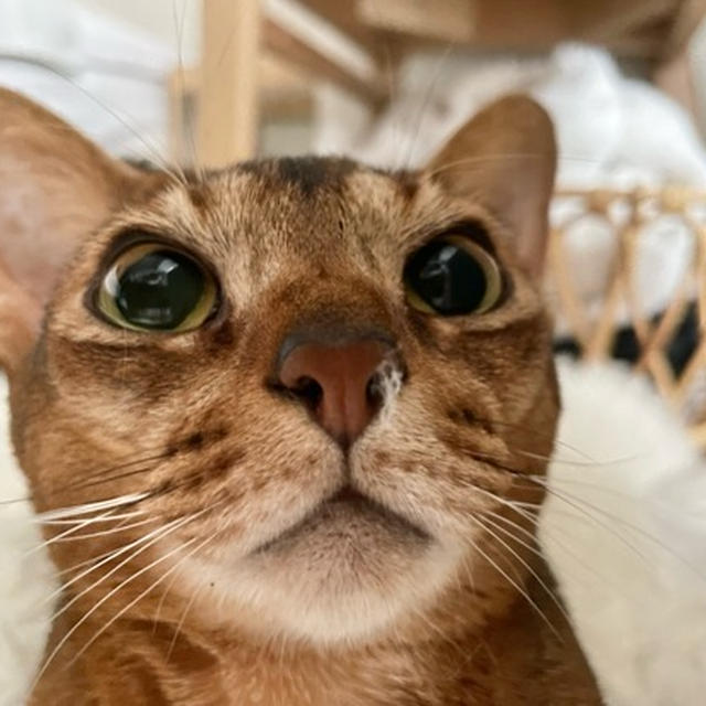 りすたん、お鼻に何がついてるぞ