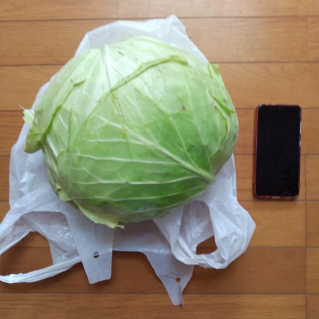 特大キャベツ