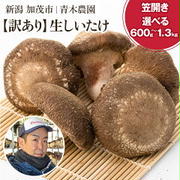 【リピポチ！】画アリ！当たり～。そして1.3キロが在庫復活だけど( ；∀；)ふるさと納税で3000円高還元率の訳あり生椎茸（新潟県加茂市）