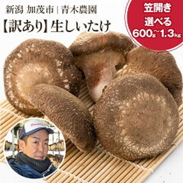 【リピポチ！】画アリ！当たり～。そして1.3キロが在庫復活だけど( ；∀；)ふるさと納税で3000円高還元率の訳あり生椎茸（新潟県加茂市）