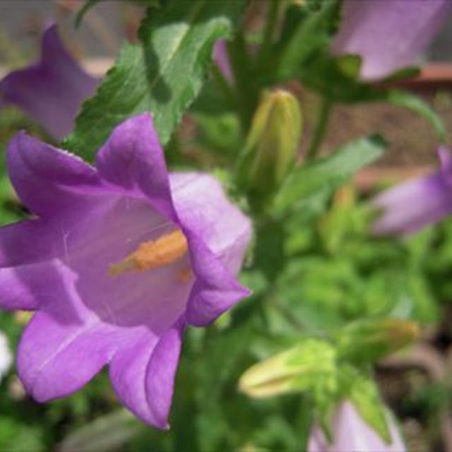 カンパニュラの花言葉とワイルドストロベリーの実