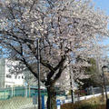 桜おにぎりと春ご飯達