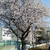 桜おにぎりと春ご飯達