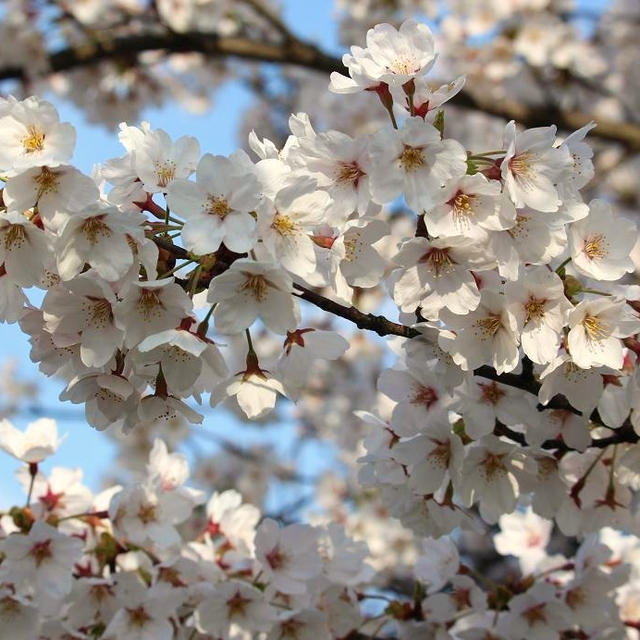 新発田城と桜２０１５