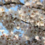 新発田城と桜２０１５