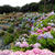 道の駅の紫陽花
