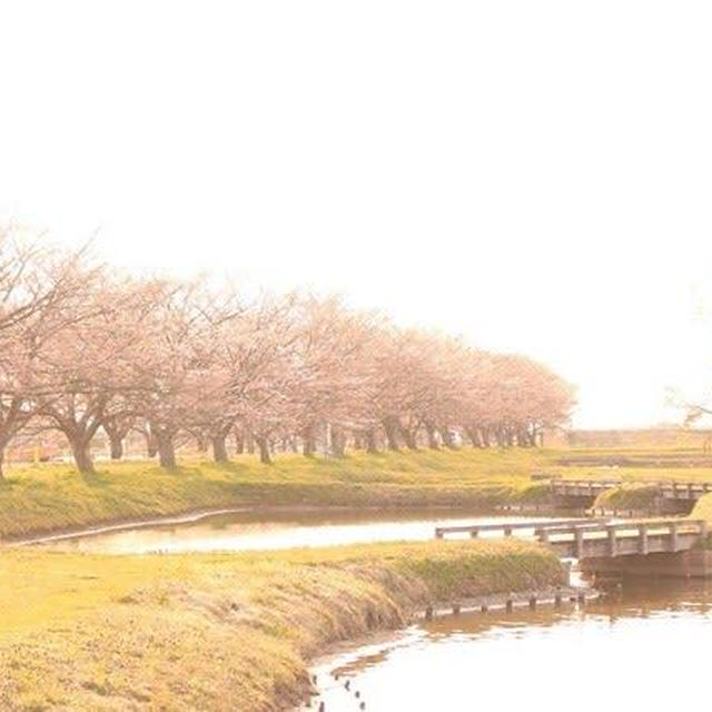 福島潟の春の風景