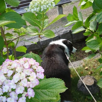 近くの公園の紫陽花が咲き始めてるｖ・。・Ｖ わん♪