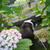 近くの公園の紫陽花が咲き始めてるｖ・。・Ｖ わん♪