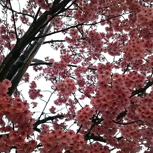 ☆雪と桜☆
