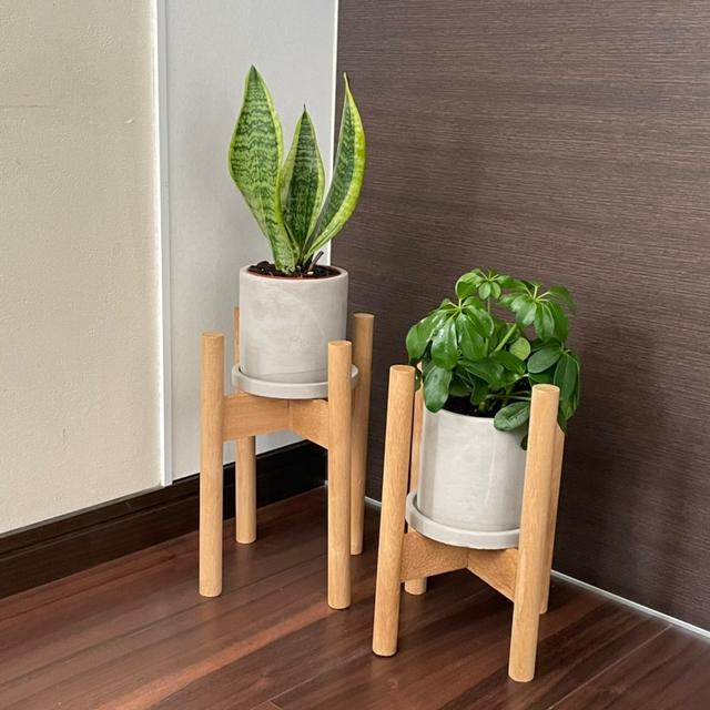 「300円の観葉植物って大丈夫？」なんて思って、ごめんなさい！