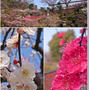 中山寺の梅の花とスタバの桜チョコフラペチーノ