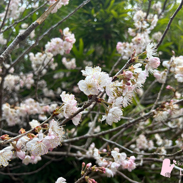 桜マフィン/さくらんぼの花