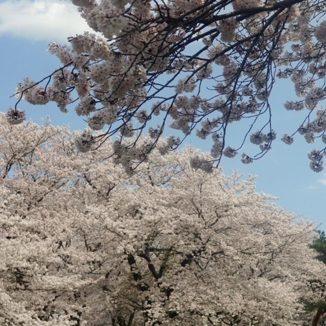 ■地元でお花見【中津川沿い　才戸橋下の桜】