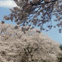 ■地元でお花見【中津川沿い　才戸橋下の桜】