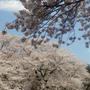 ■地元でお花見【中津川沿い　才戸橋下の桜】