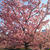 ☆満開！河津桜☆
