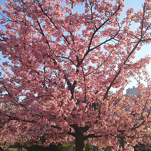 ☆満開！河津桜☆