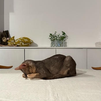 宴の後のテーブルで、ごめん寝してた