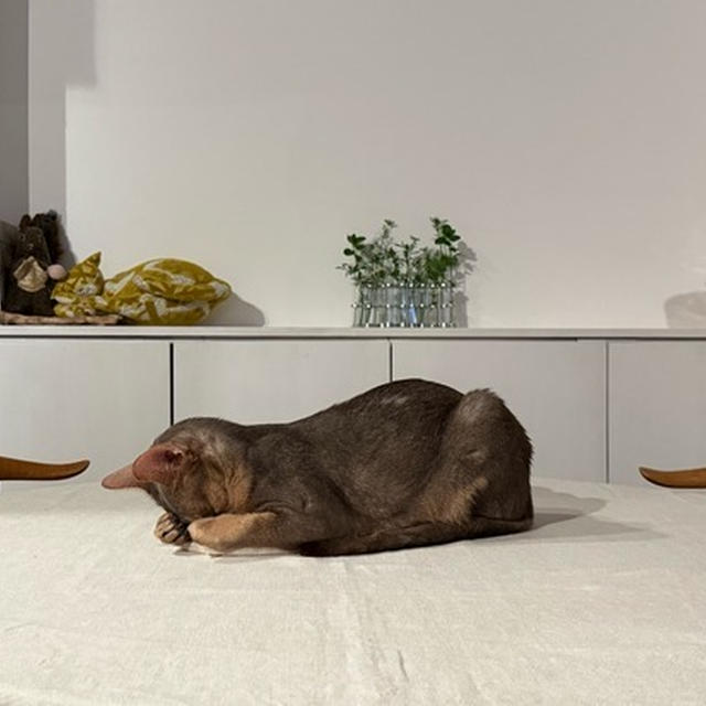 宴の後のテーブルで、ごめん寝してた
