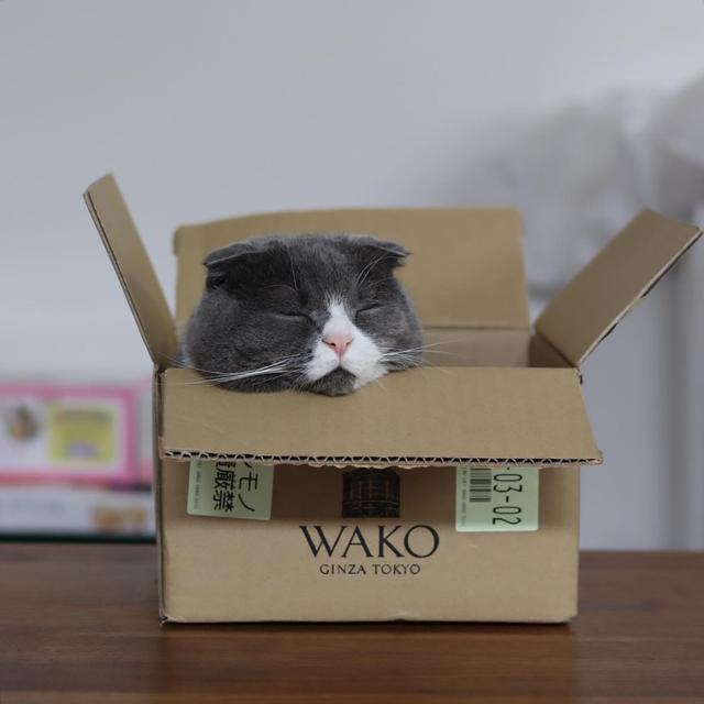 段ボールと猫