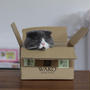 段ボールと猫
