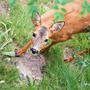 ””奈良の鹿を守ろう！！　署名：奈良の鹿殺処分による頭数管理断固反対。””