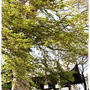 ■ 先だけ満開…(°Д°) ■亀ヶ城公園 - 猪苗代町