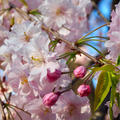 ♡春のお弁当♡桜のいなり寿司♡