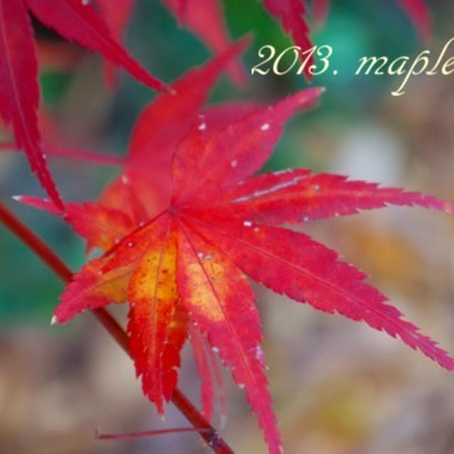 京都平等院の秋～抹茶ソフトで芸術？