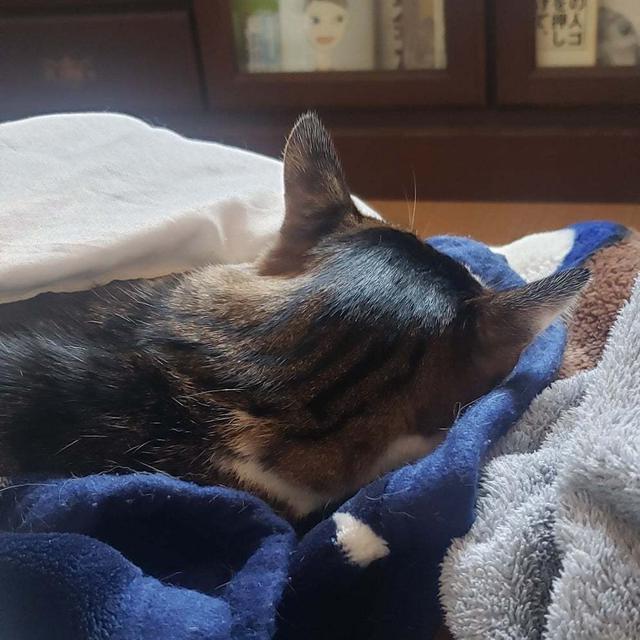 ねぼねぼneneco、おうちごはん