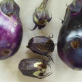 ナスに今年も害虫