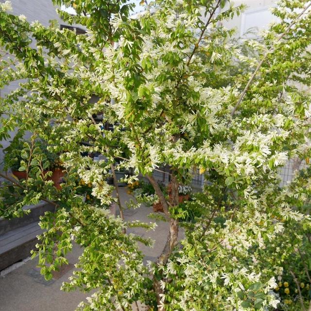 トキワマンサクの花2023、最近撮った写真は#ameba写真部