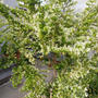 トキワマンサクの花2023、最近撮った写真は#ameba写真部