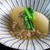 かぶのそぼろあんかけ