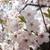 桜吹雪のお花見散歩。。。