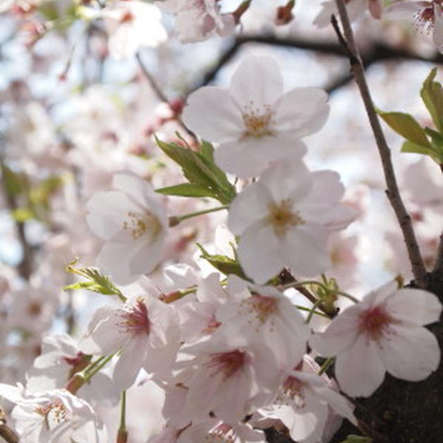 桜吹雪のお花見散歩。。。
