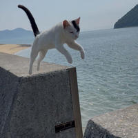 ネコの島で