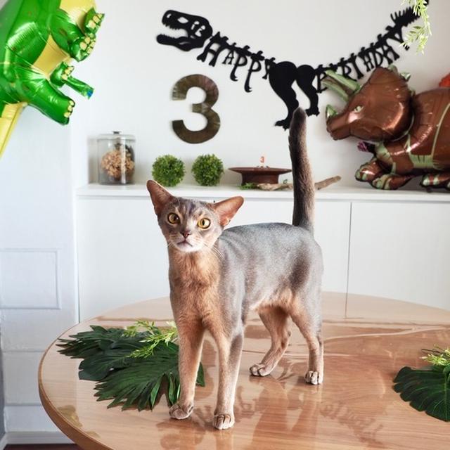 わか坊、3歳のお誕生日会♪