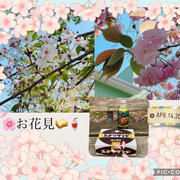 お花見ピクニック・2024～桜はすっかり葉桜で八重桜が満開