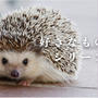 今週はお題スロット『好きなものシリーズ』はかわいいかわいい生き物です
