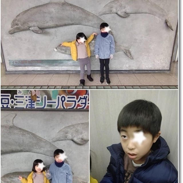 【帰省の記録】伊豆三津シーパラダイス☆イルカショーが無くてもイルカに近くで会える✨