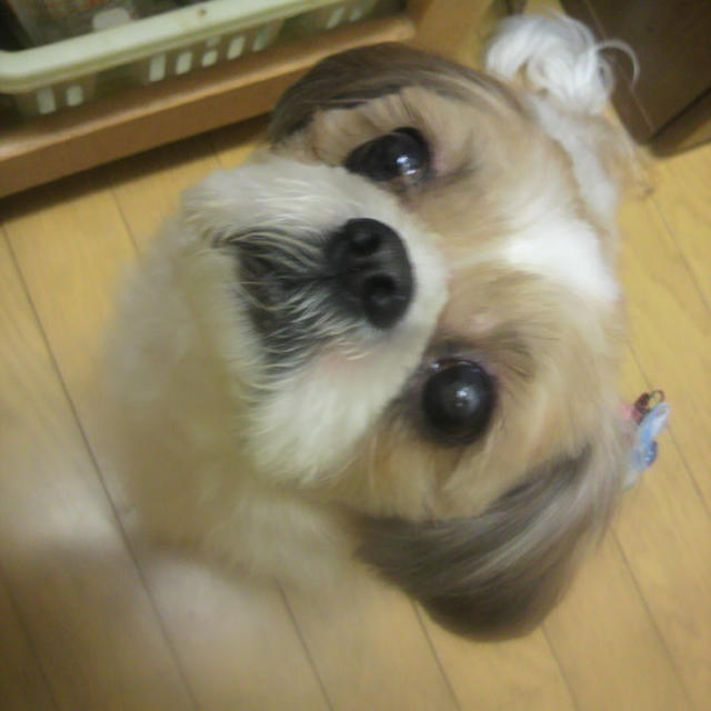 きょうはプクモンの月命日あれから７か月はやいね。。