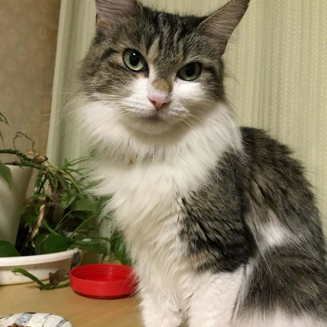 #にゃんこが私にしてくること