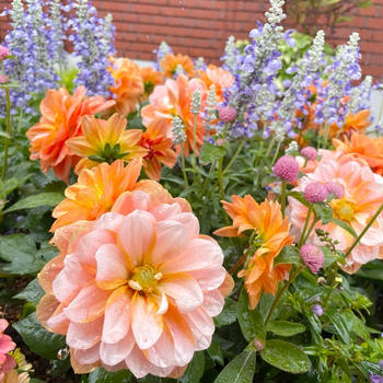 雨に濡れても花は美しい