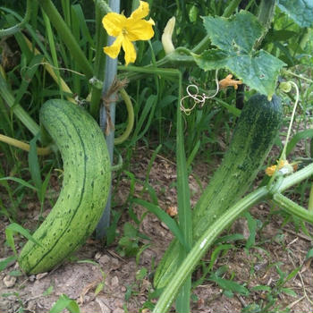 ♪　家庭菜園にチャレンジ　♪