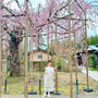 千手院の枝垂桜鑑賞に出かけて来ました