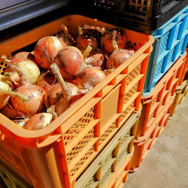 玉ねぎ収穫完了