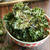 Curried Kale Chipsカレー味ケールチップス